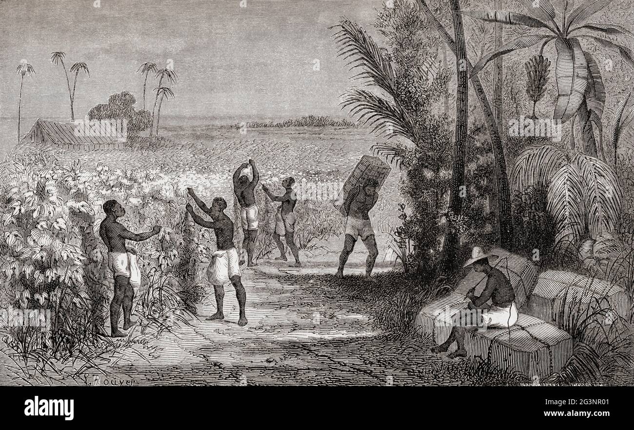 Slaves harvesting cotton in South America, 19th century.  From Le Savant du Foyer ou Notions Scientifiques Sur Les Objets Usuels de la Vie, published 1864 Stock Photo