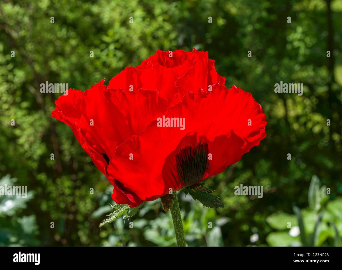 Poppy flower in the garden, oriental poppy, Papaver orientale Stock Photo