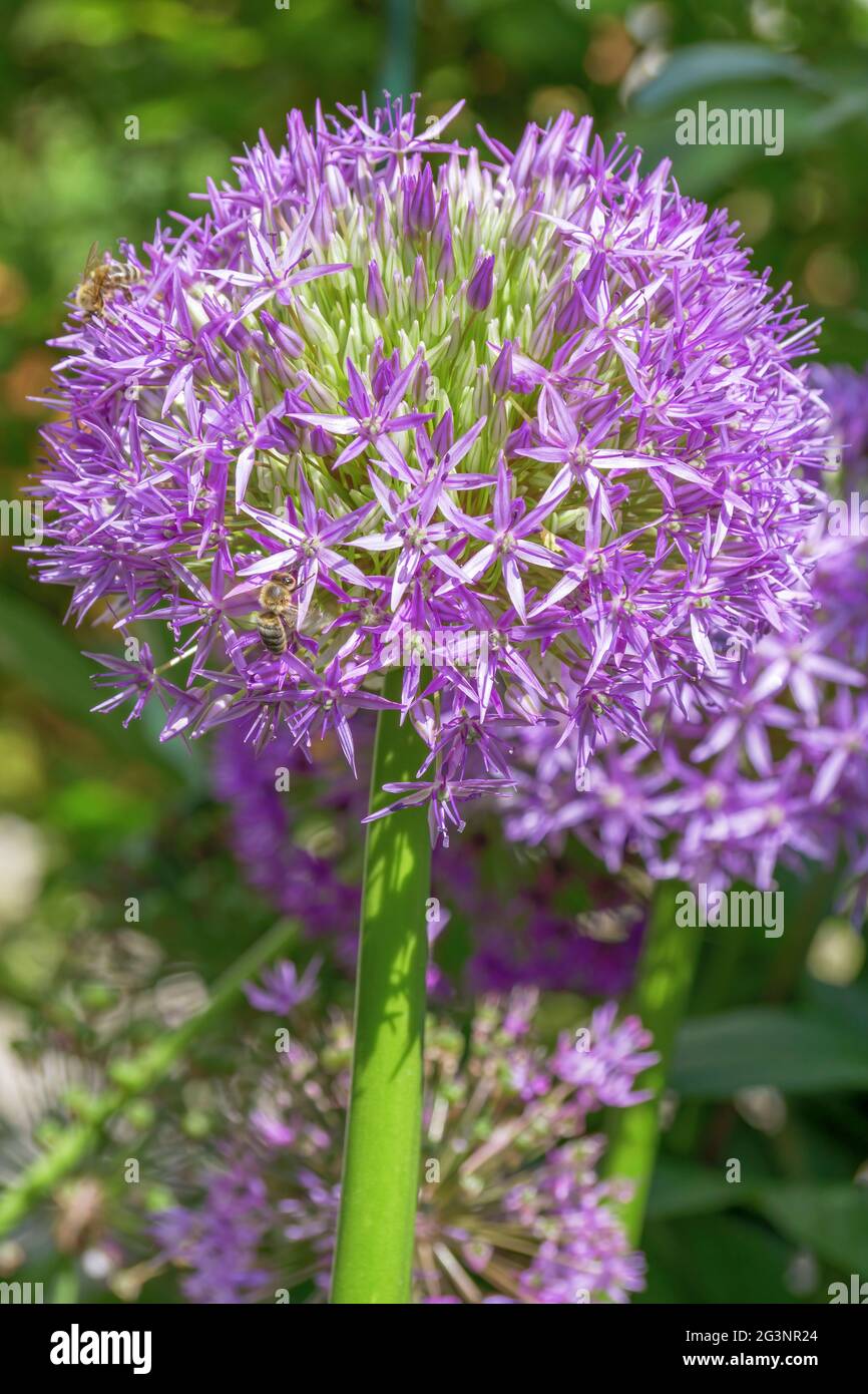 Flower of a decorative onion Allium nigrum, Bavaria, Germany, Europe Stock Photo