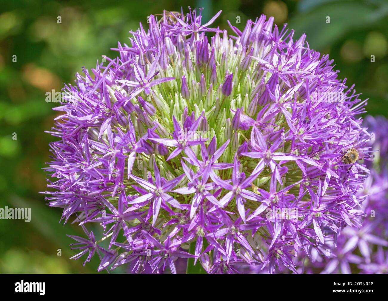 Flower of a decorative onion Allium nigrum, Bavaria, Germany, Europe Stock Photo