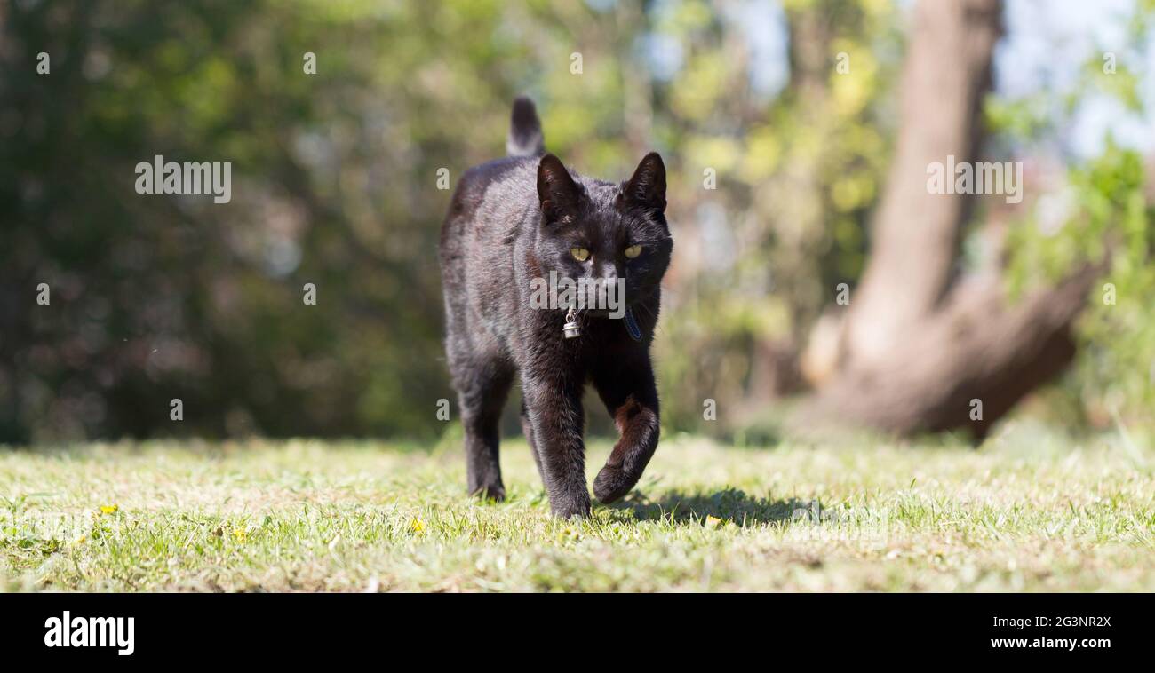 Black cat in the garden Stock Photo - Alamy