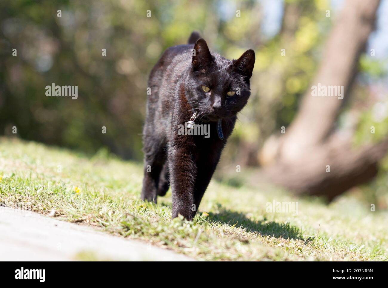 Black cat in the garden Stock Photo - Alamy