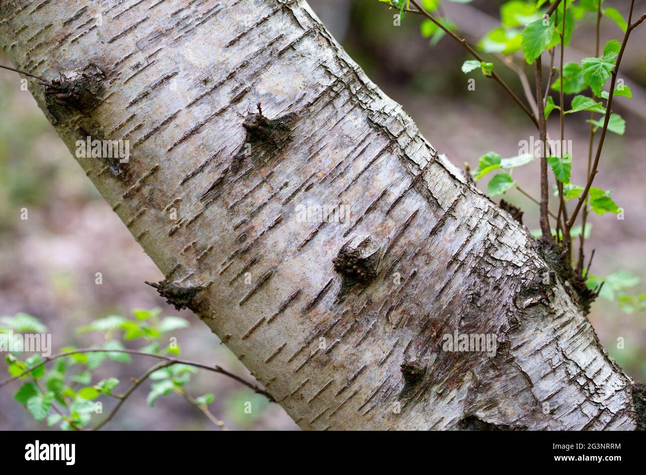 Betula pubescens bark Stock Photo