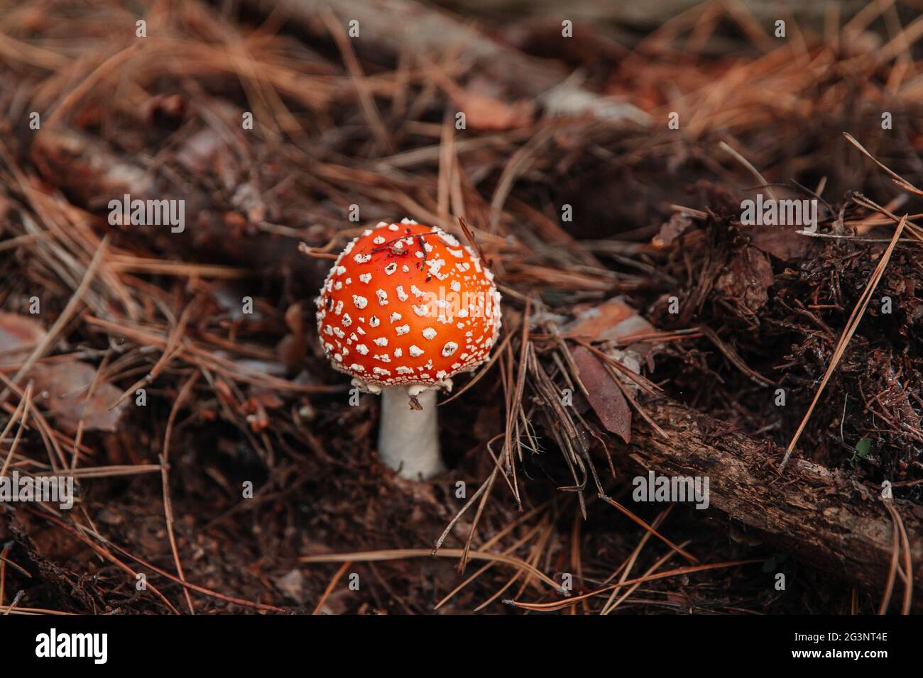 Red fly agaric mushroom or toadstool in the grass and coniferous foliage. Latin name is Amanita muscaria. Toxic mushroom. Stock Photo