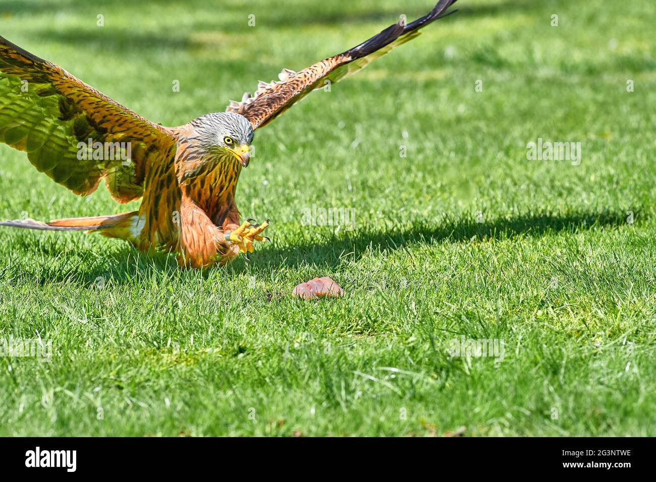 Concentrated look in the eye of a red kite protected bird as its outstretched claws are about to grab a piece of meat. Stock Photo