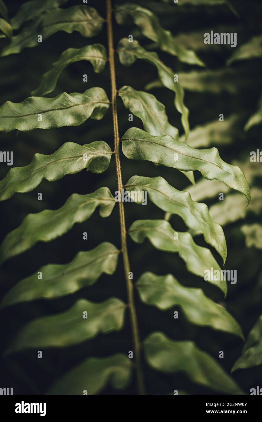 Close-up of Drynaria quercifolia leaf at botanical. Moody tone. Stock Photo