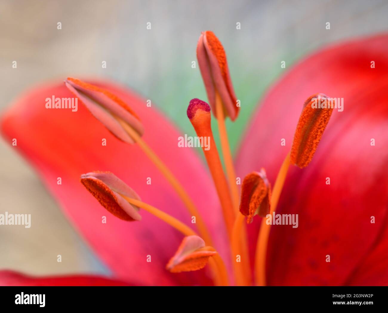 Close up image of the flower parts (stamens, stigma, style) of a red Asiatic lily (Lilium) Stock Photo