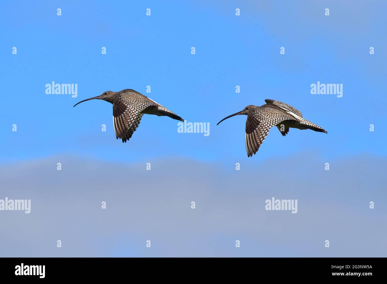 Curlew in flight Stock Photo Alamy