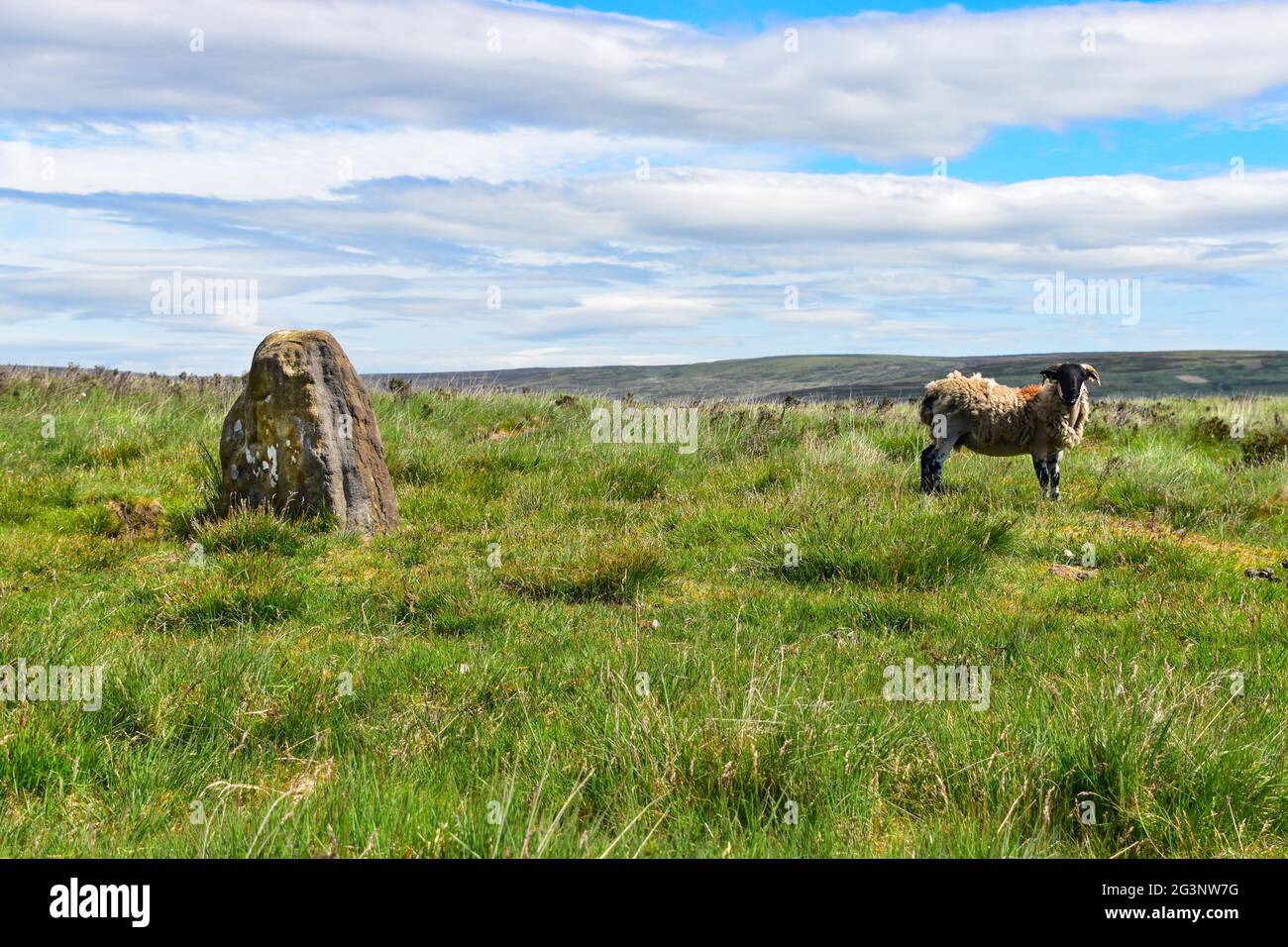 Sheep, Standing Stone, Standing Stone Hill, Heptonstall Moor, Calderdale, Pennines, West Yorkshire Stock Photo