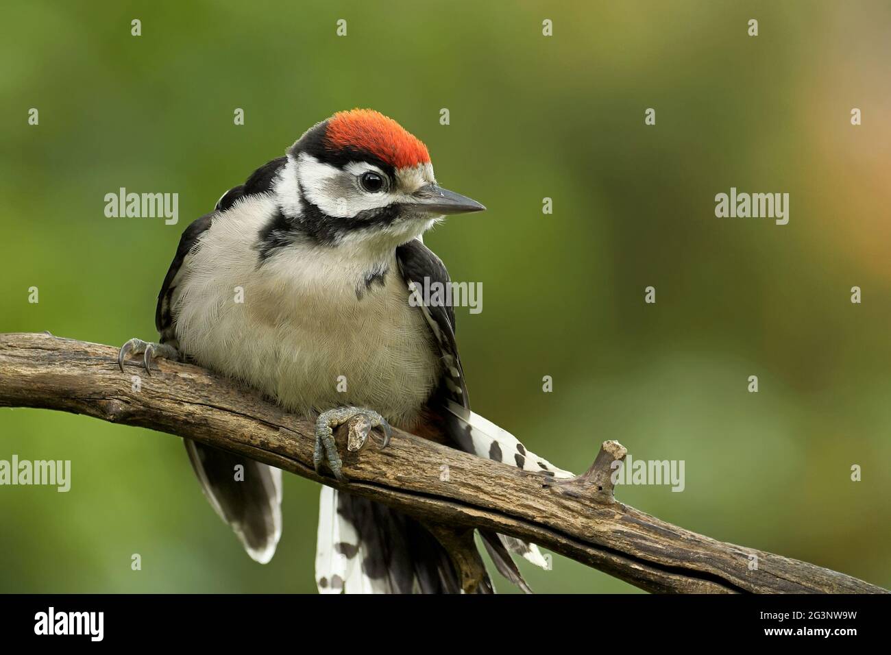 Juvenile great spotted woodpecker Stock Photo - Alamy