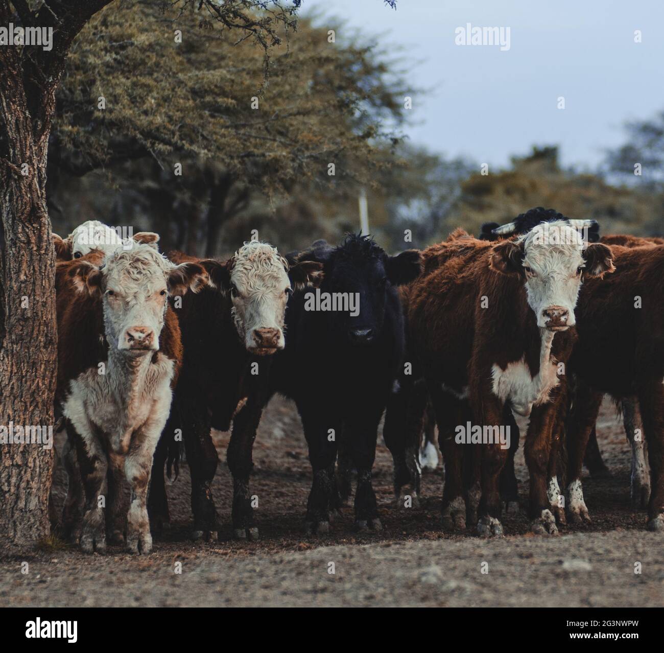 Cows looking at the camera Stock Photo - Alamy