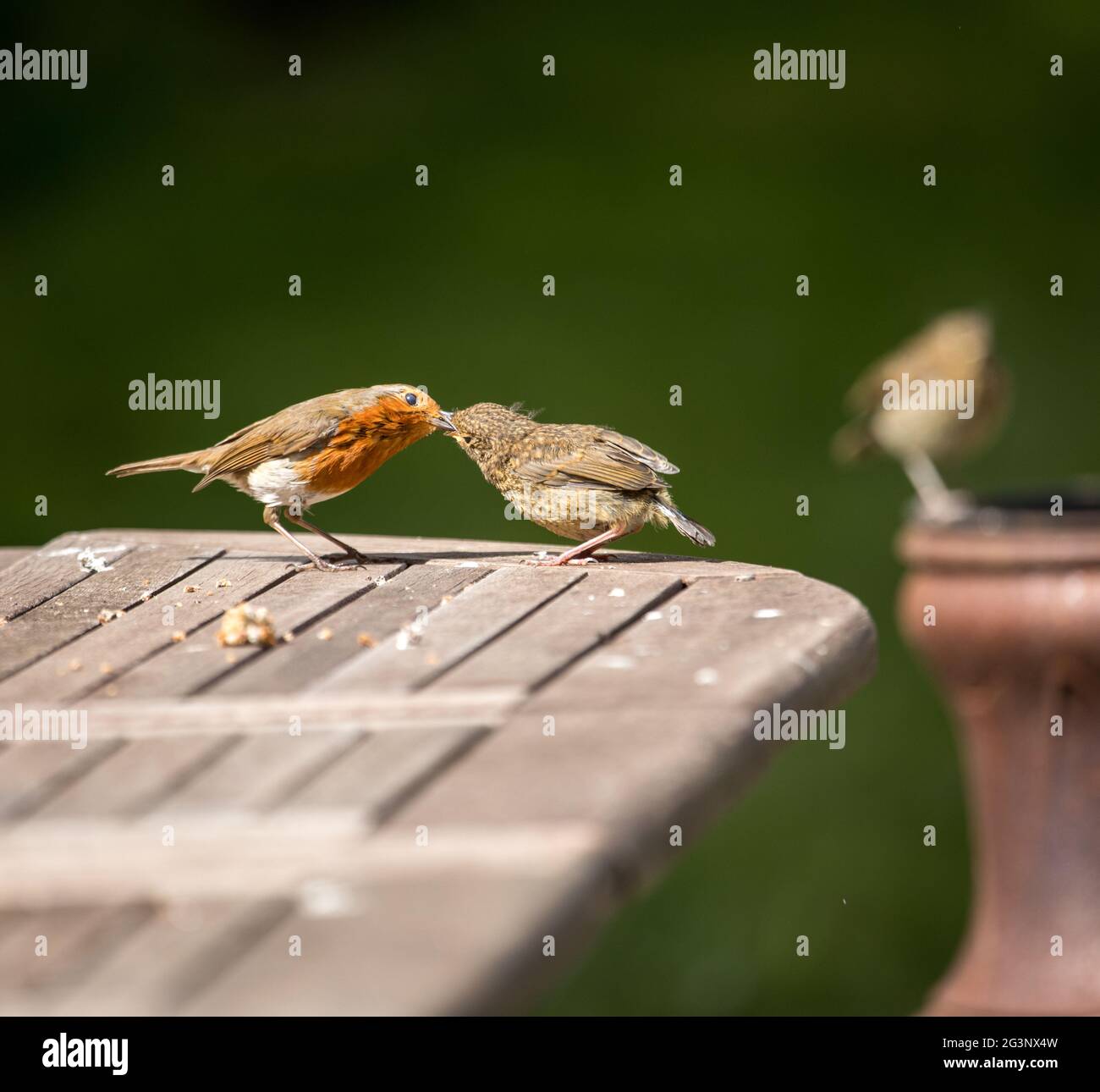 Robin fledgling hires stock photography and images Alamy