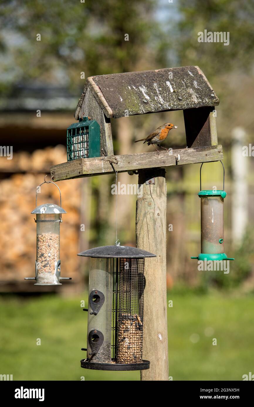 European robin on bird table. Stock Photo