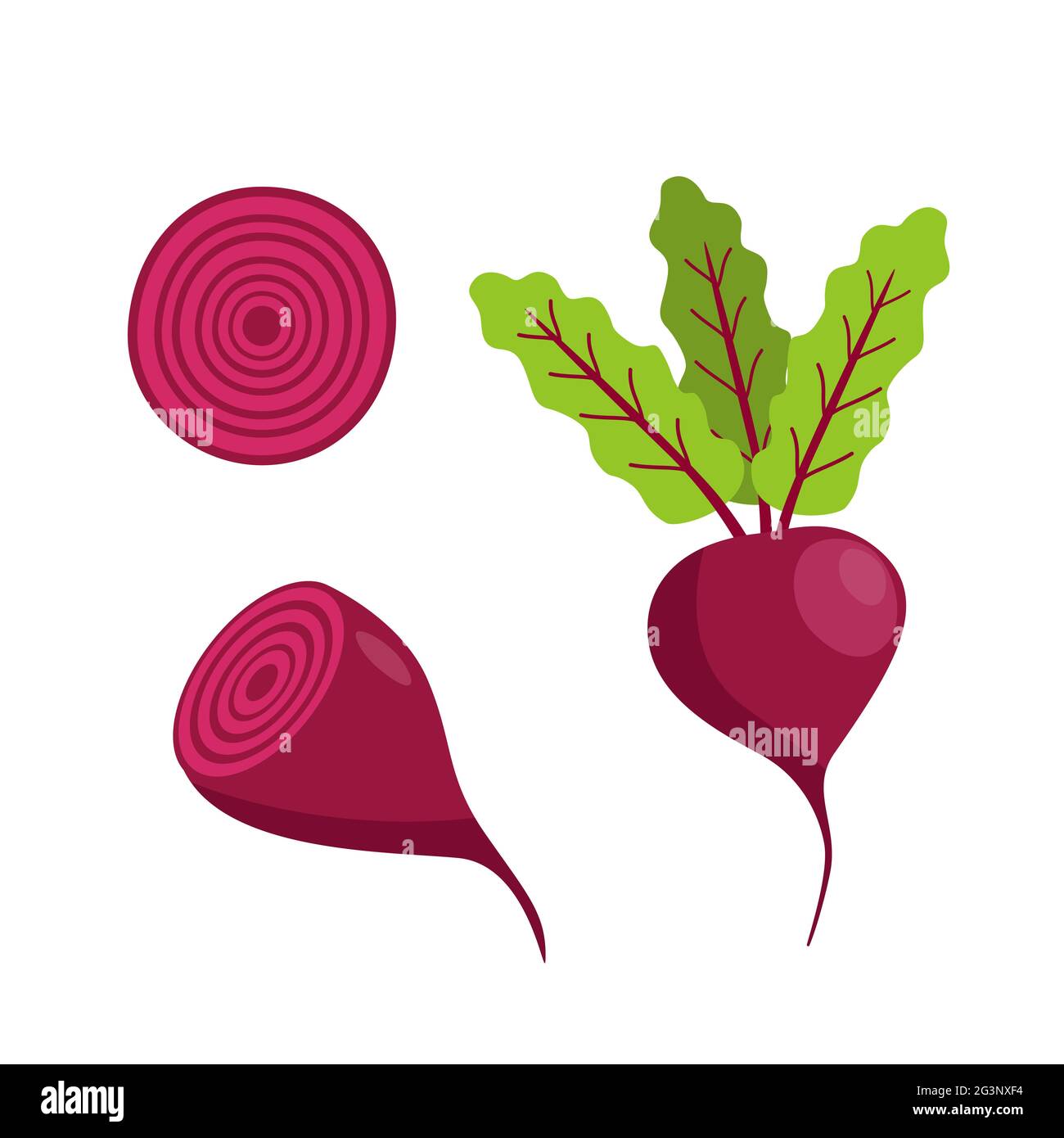 Beetroot with leaves and beets in the cut. cartoon vector illustration  isolated on a white background Stock Photo - Alamy
