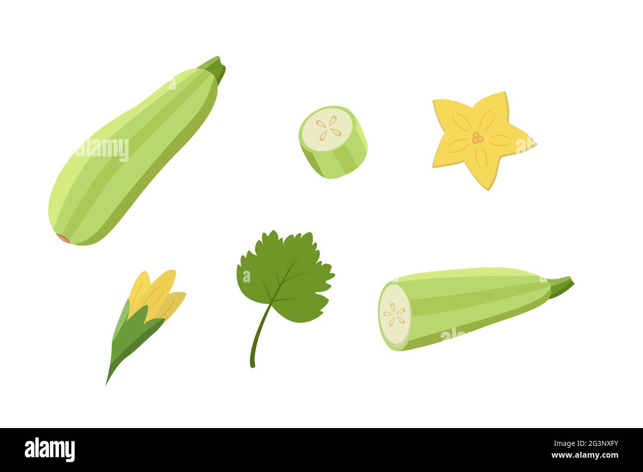 Zucchini whole and cut, zucchini flowers and leaf. Vector illustration of vegetables, a set of