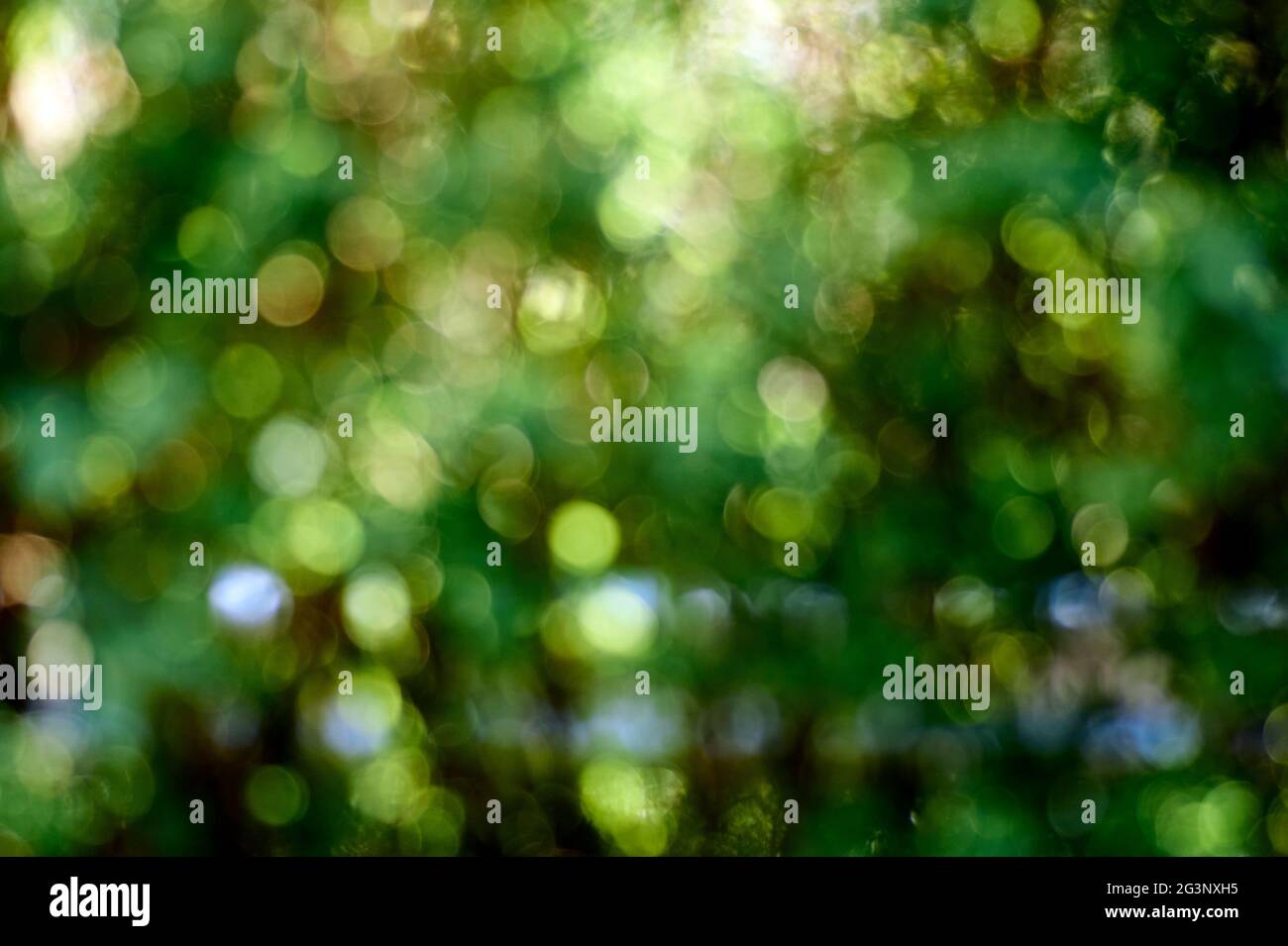 Blurred natural backdrop hi-res stock photography and images - Alamy