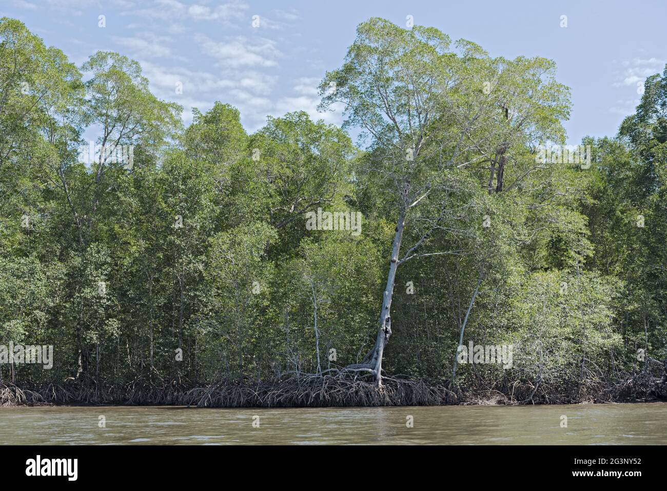 Mangrove forest on the shores of the Bahia de los Muertos at the mouth of the Rio Platanal Panama Stock Photo