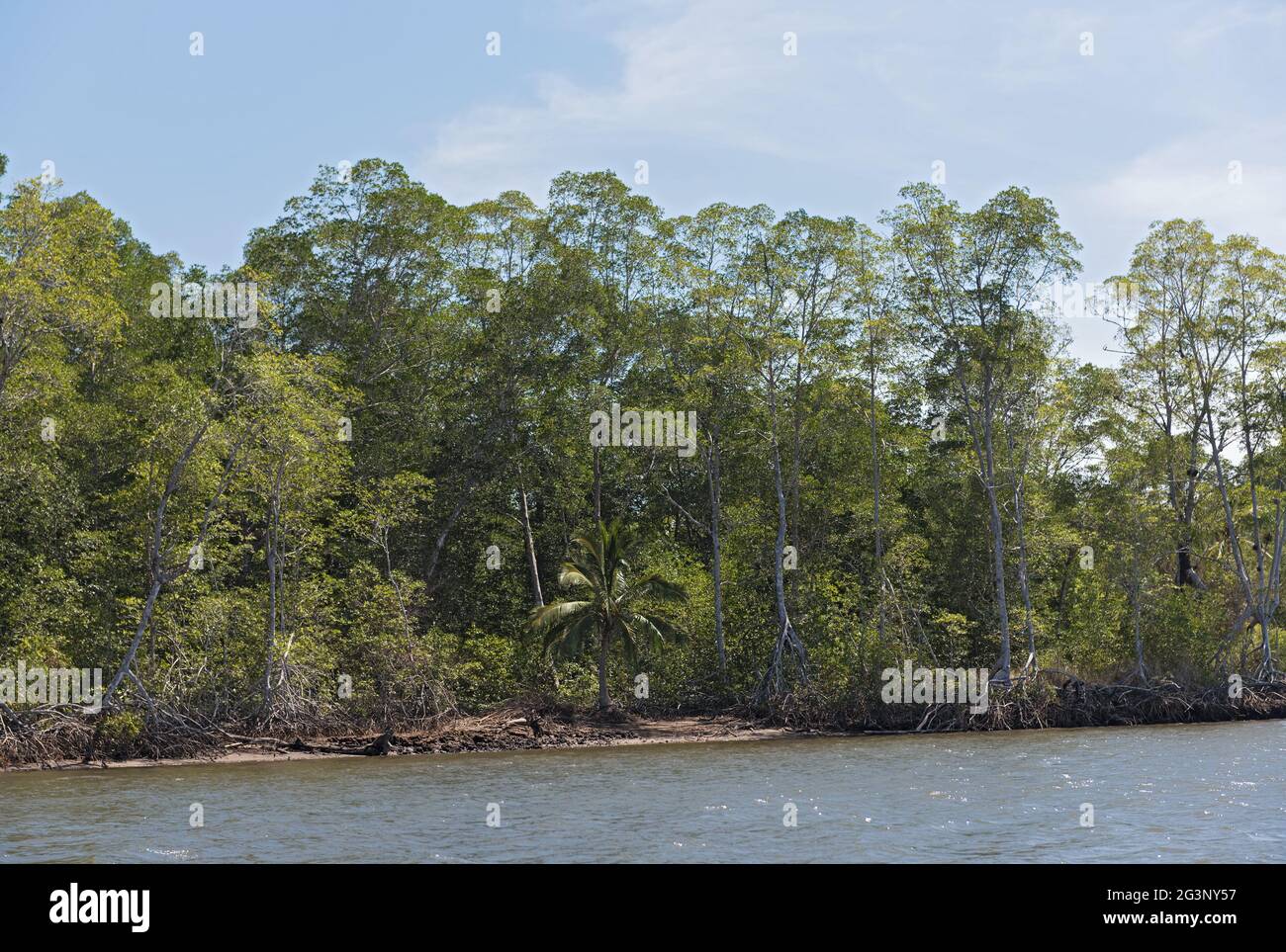 Mangrove forest on the shores of the Bahia de los Muertos at the mouth of the Rio Platanal Panama Stock Photo