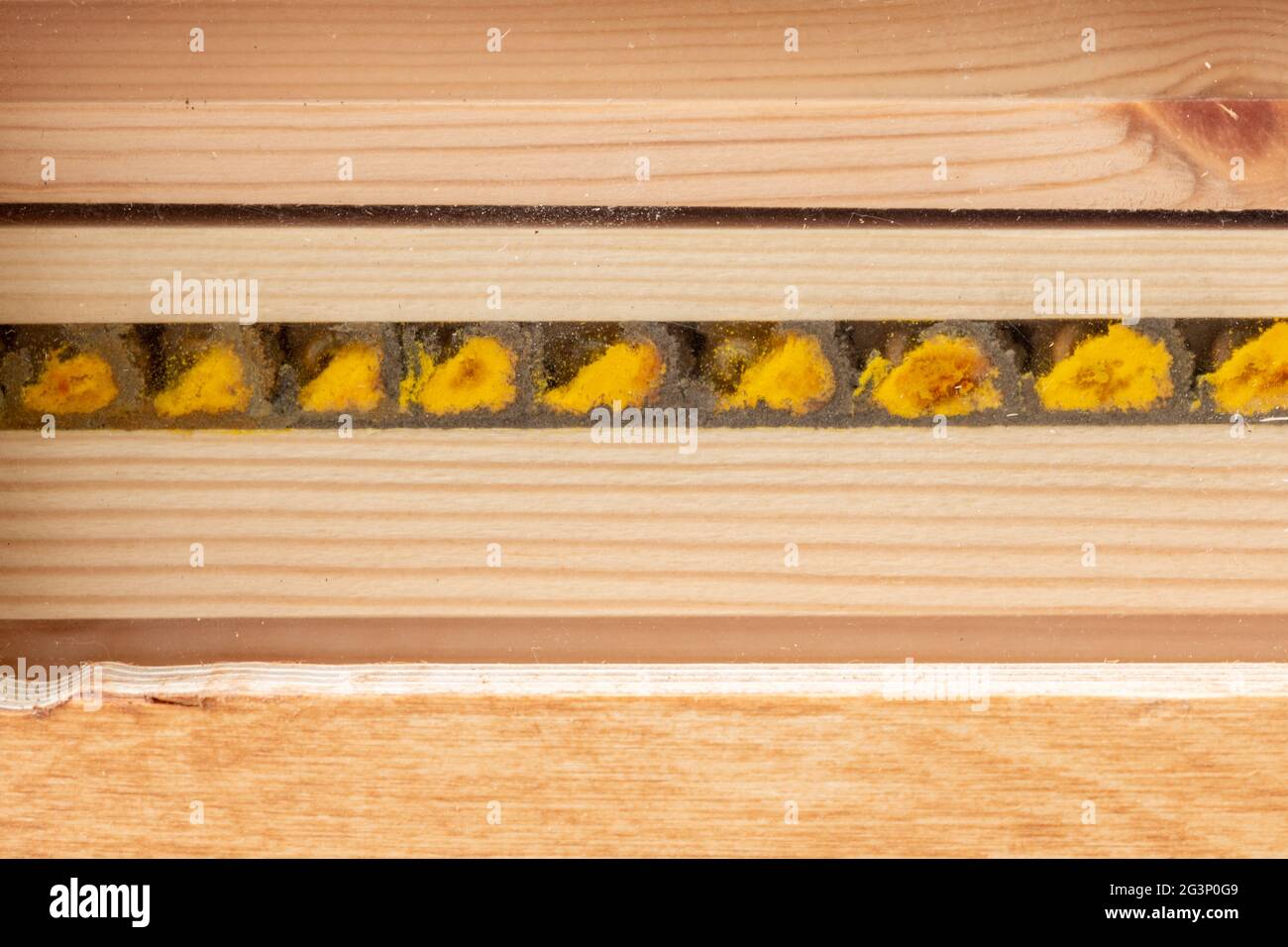 Interior of a bee hotel showing the pollen filled breeding cells and eggs of a red mason bee (Osmia bicornis) divided by mud walls, UK Stock Photo