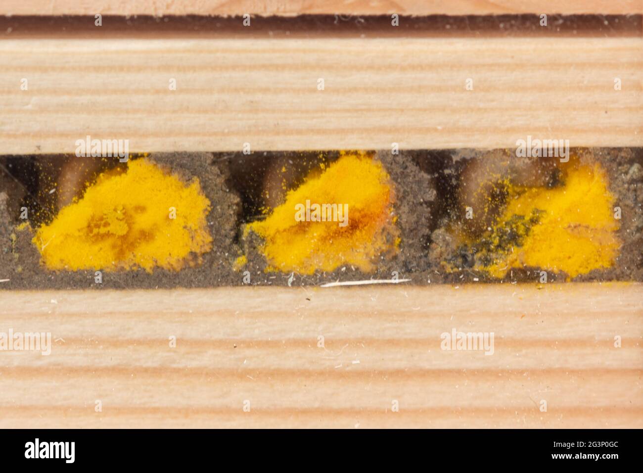 Interior of a bee hotel showing the pollen filled breeding cells, eggs and larva of a red mason bee (Osmia bicornis) divided by mud walls, UK Stock Photo