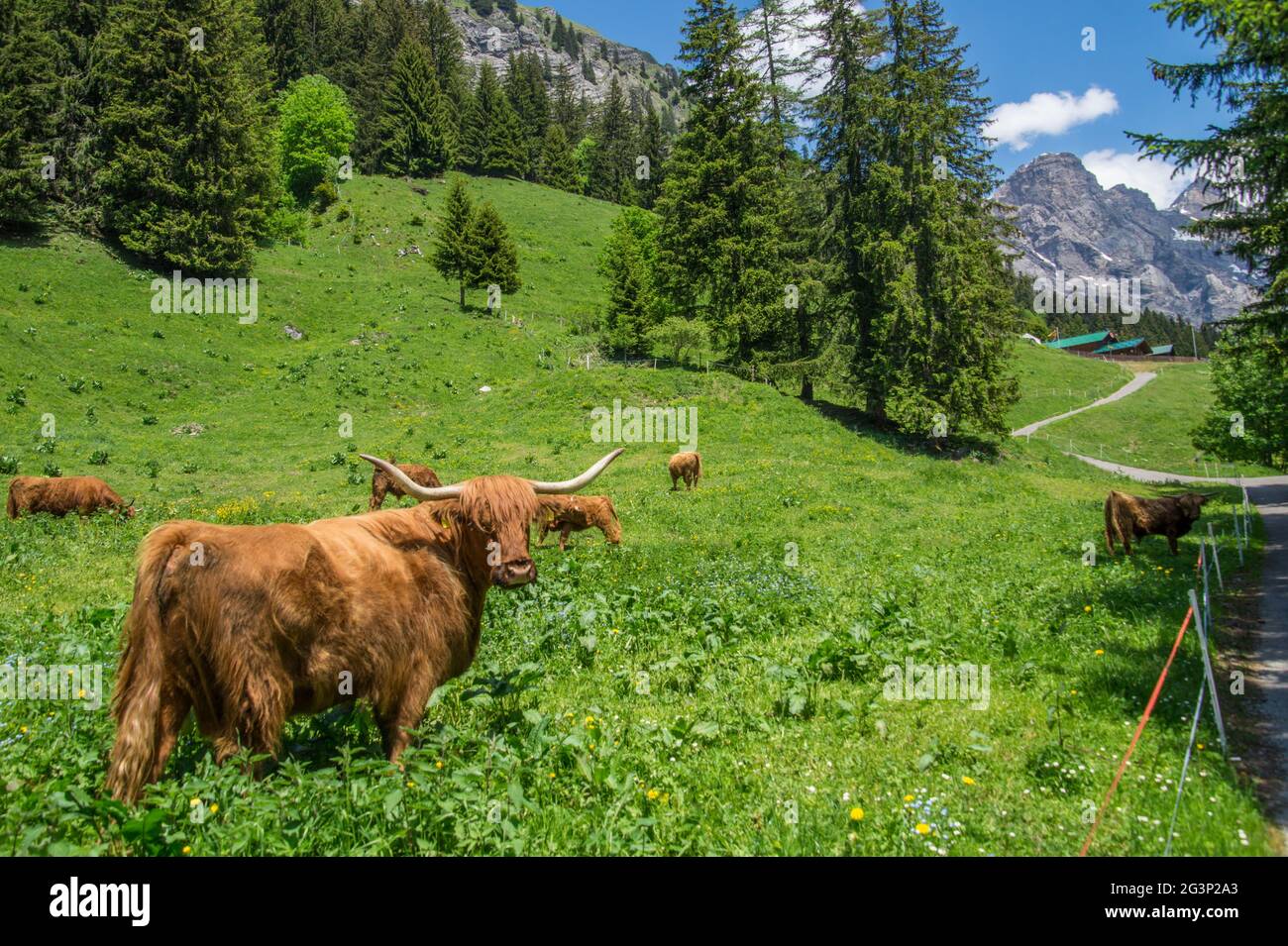 Landscape of the Swiss Alps Stock Photo - Alamy