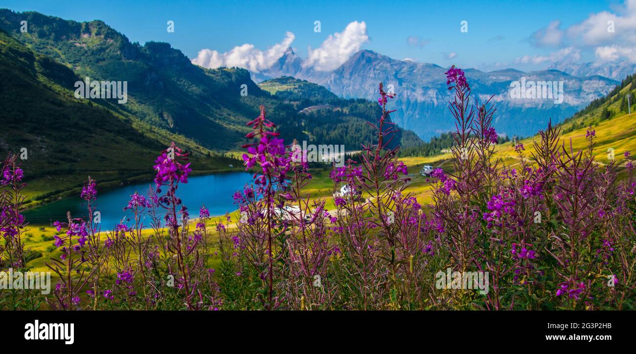 Landscape of the Swiss Alps Stock Photo - Alamy