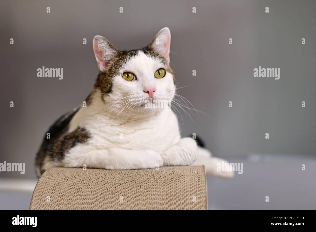 Cat lying on cardboard scratch board Stock Photo