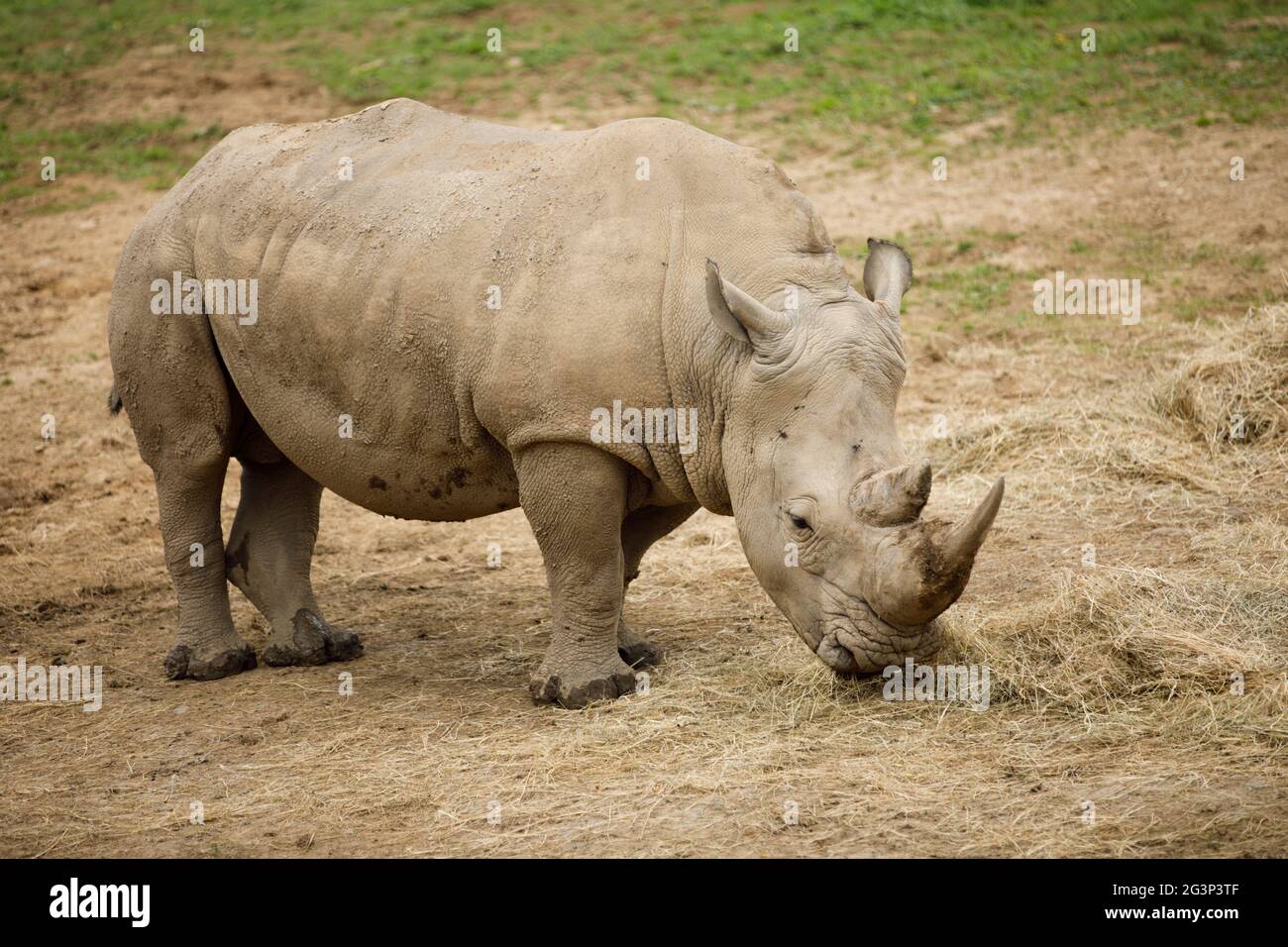 Tenby, Pembrokeshire, West Wales, UK. A Southern White Rhino feeds in it's enclosure. Stock Photo