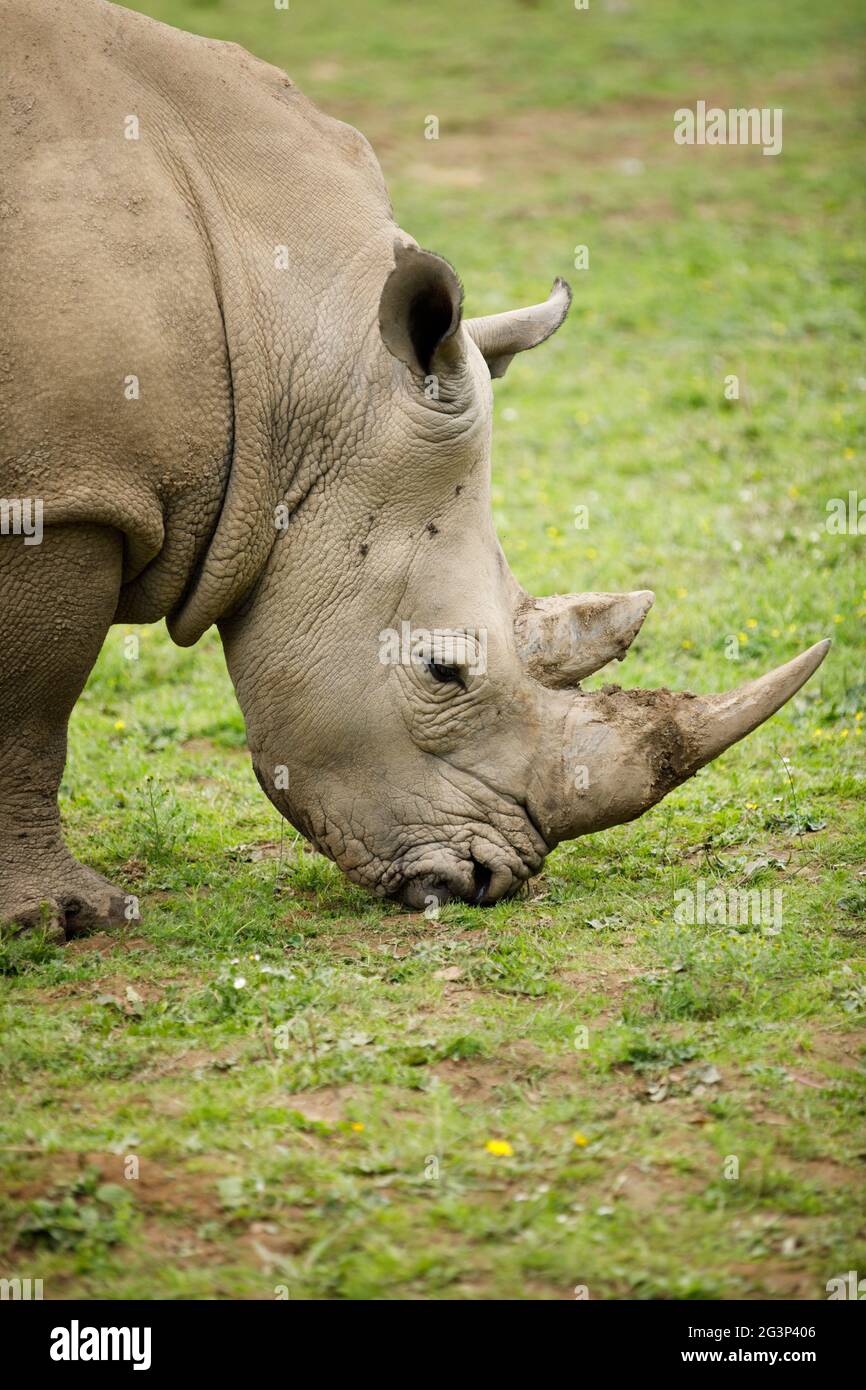 Tenby, Pembrokeshire, West Wales, UK. A Southern White Rhino feeds in it's enclosure. Stock Photo