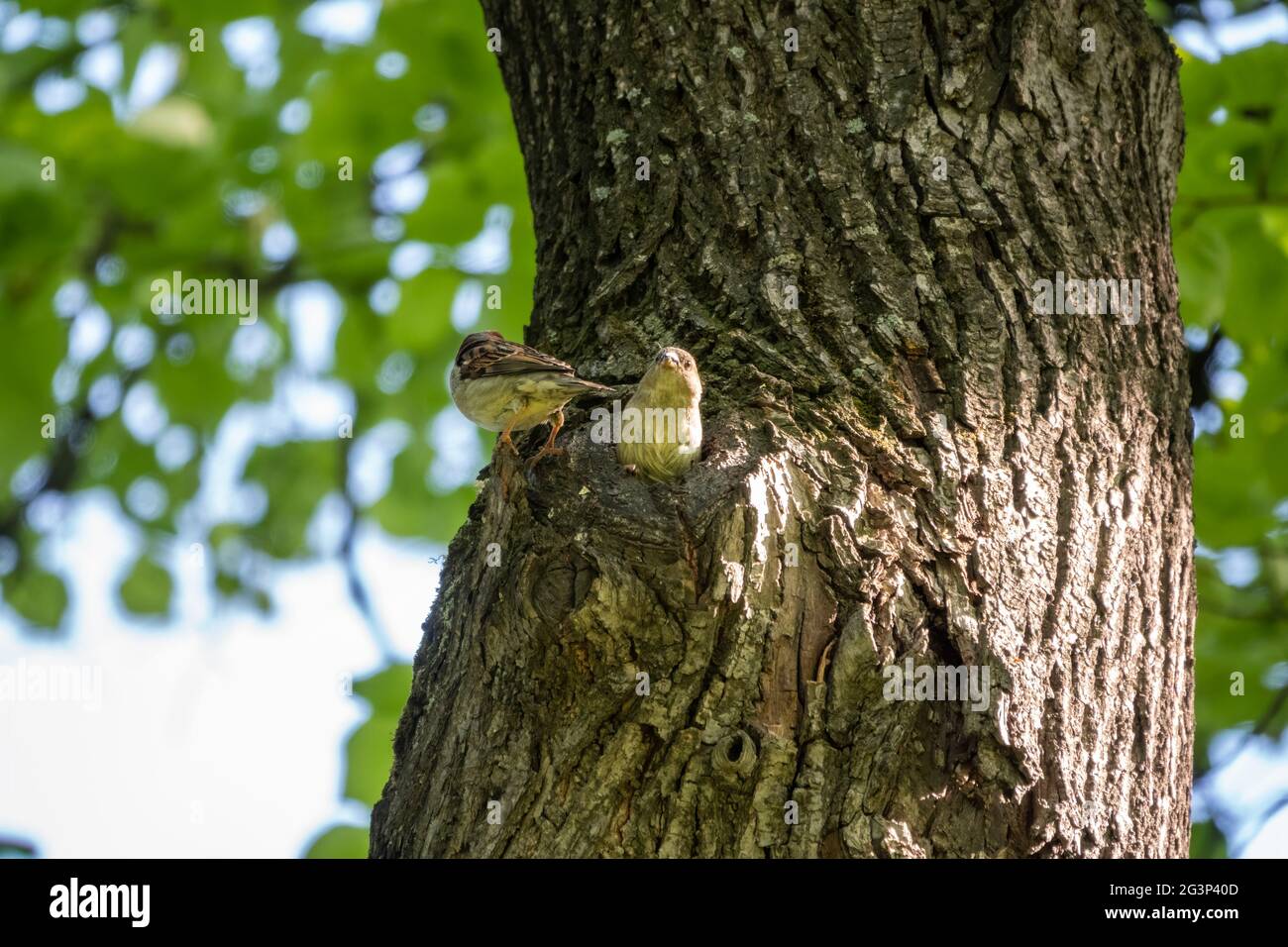 Legs Of A Sparrow High Resolution Stock Photography And Images Alamy