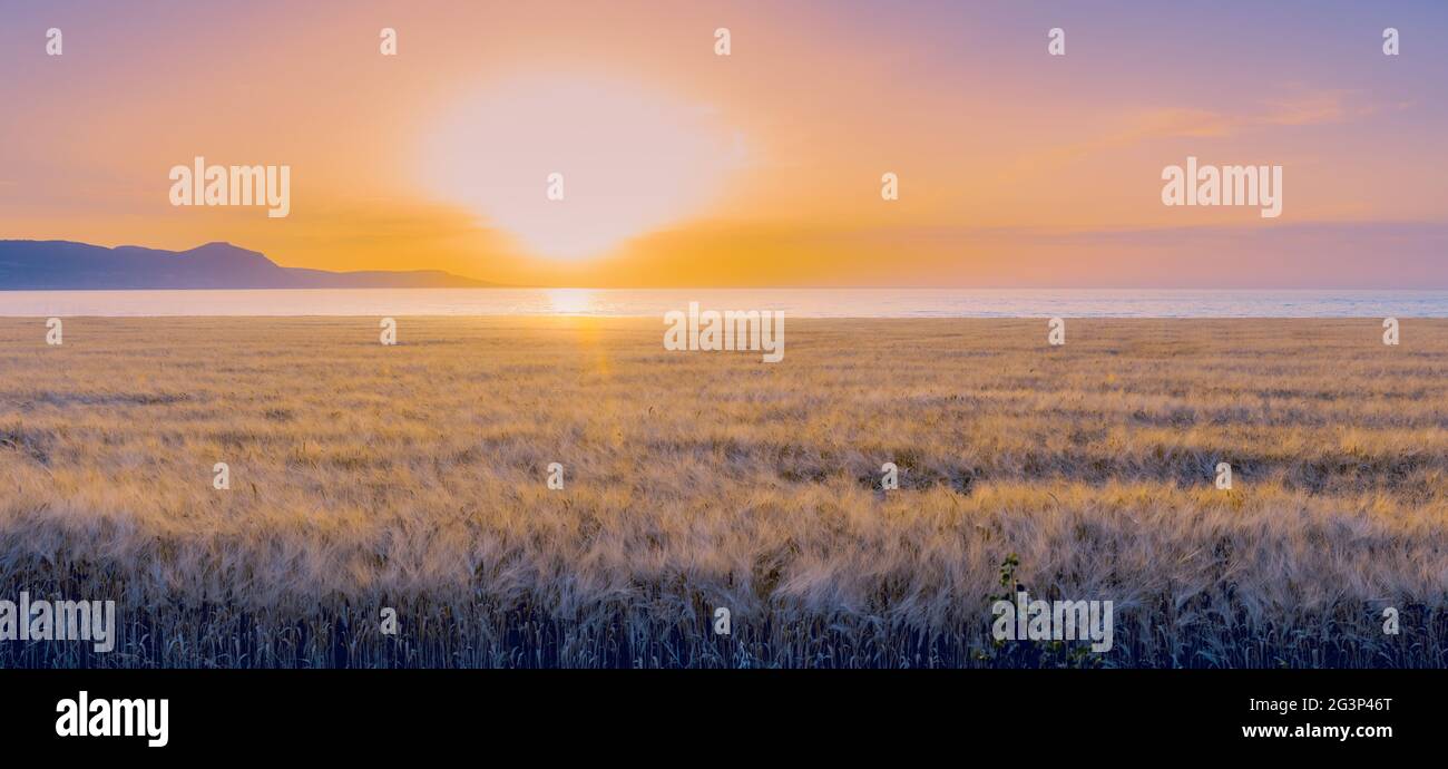 Panorama of barley field during colorful sunset. Soft focus, sunflare. Stock Photo