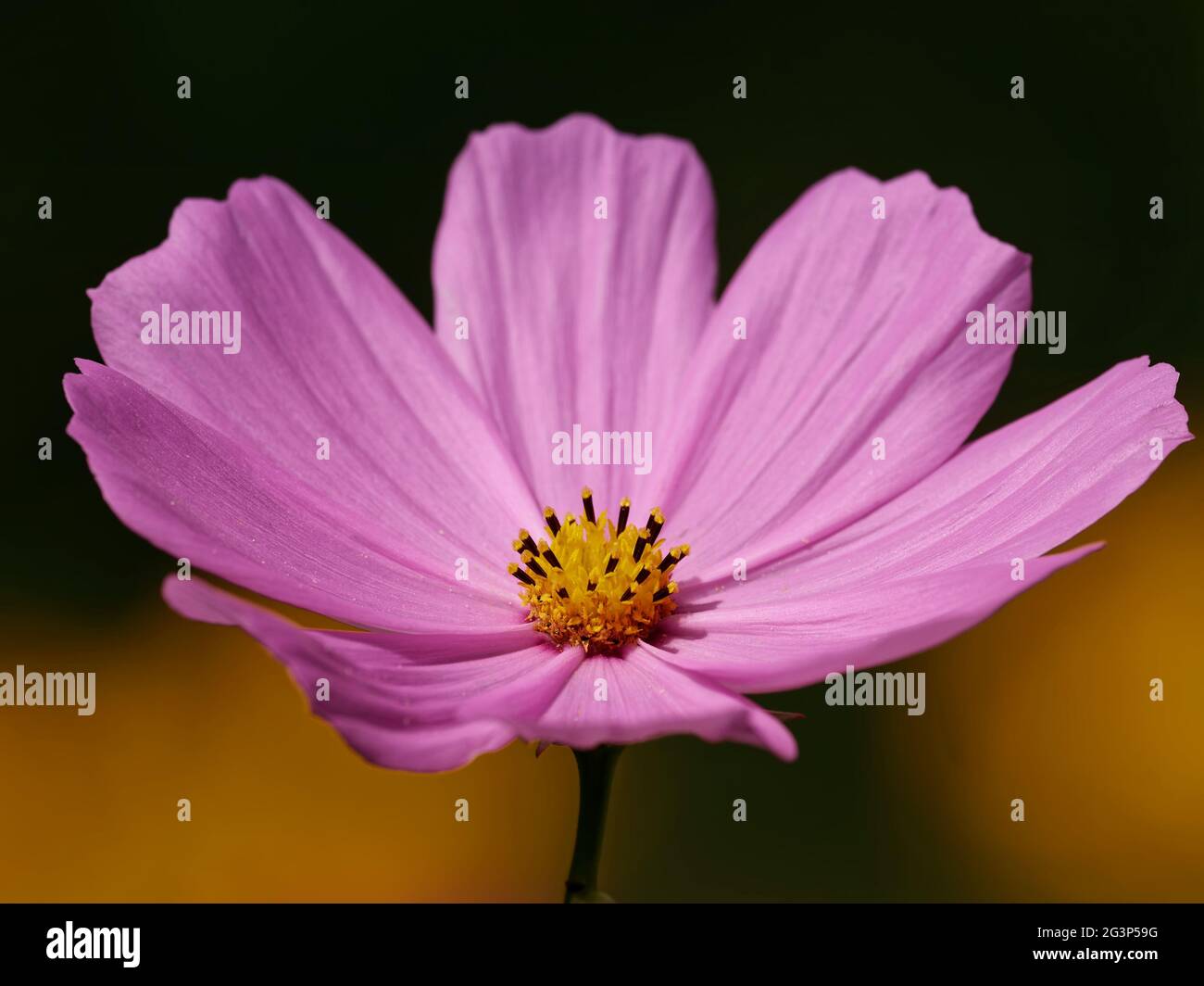 White cosmos black hi-res stock photography and images - Alamy