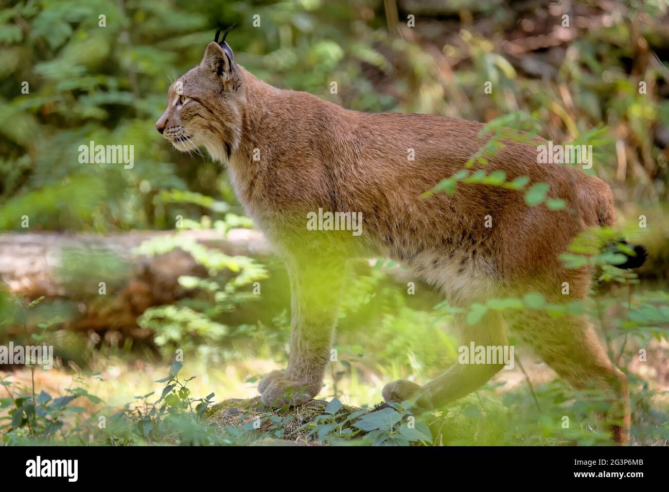 Lynx in the forest Stock Photo