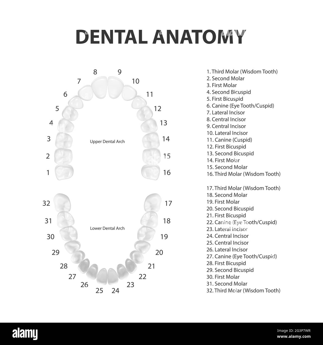 Vector 3d Realistic Teeth, Upper, Lower Adult Jaw, Top View. Anatomy Concept. Orthodontist Human Teeth Scheme Isolated. Medical Oral Health. Design Stock Vector