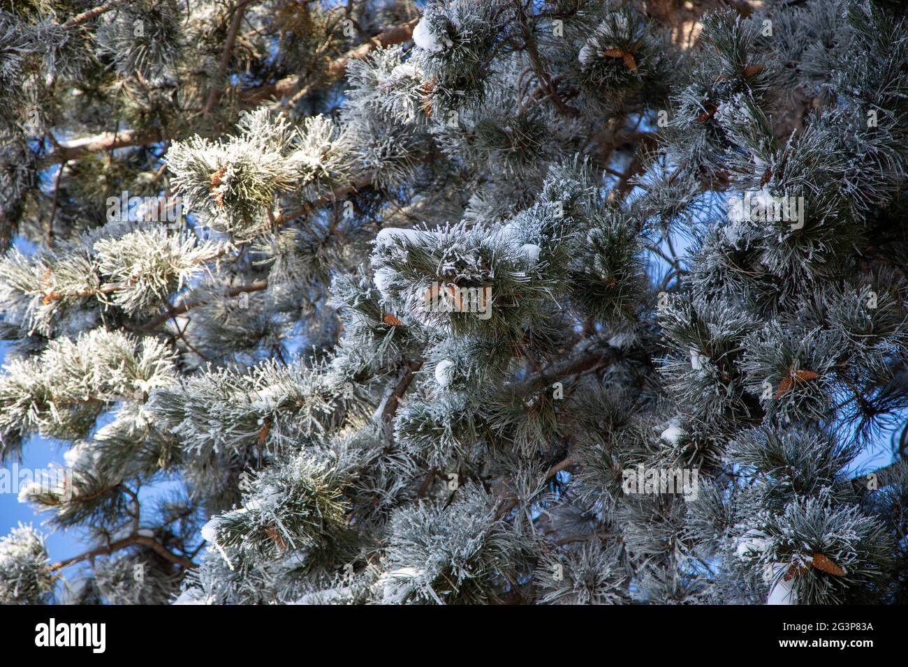 Snow frosted branches hi-res stock photography and images - Alamy