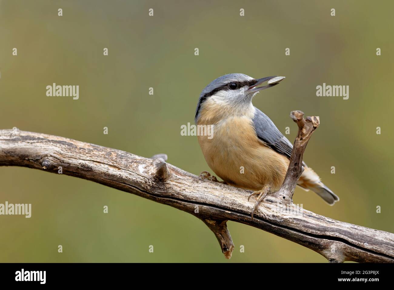 Nuthatch with sunflower seed Stock Photo