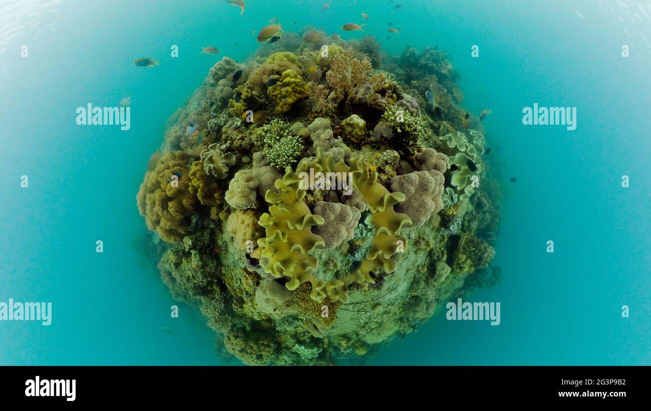 Underwater fish reef marine. Tropical colorful underwater seascape with ...