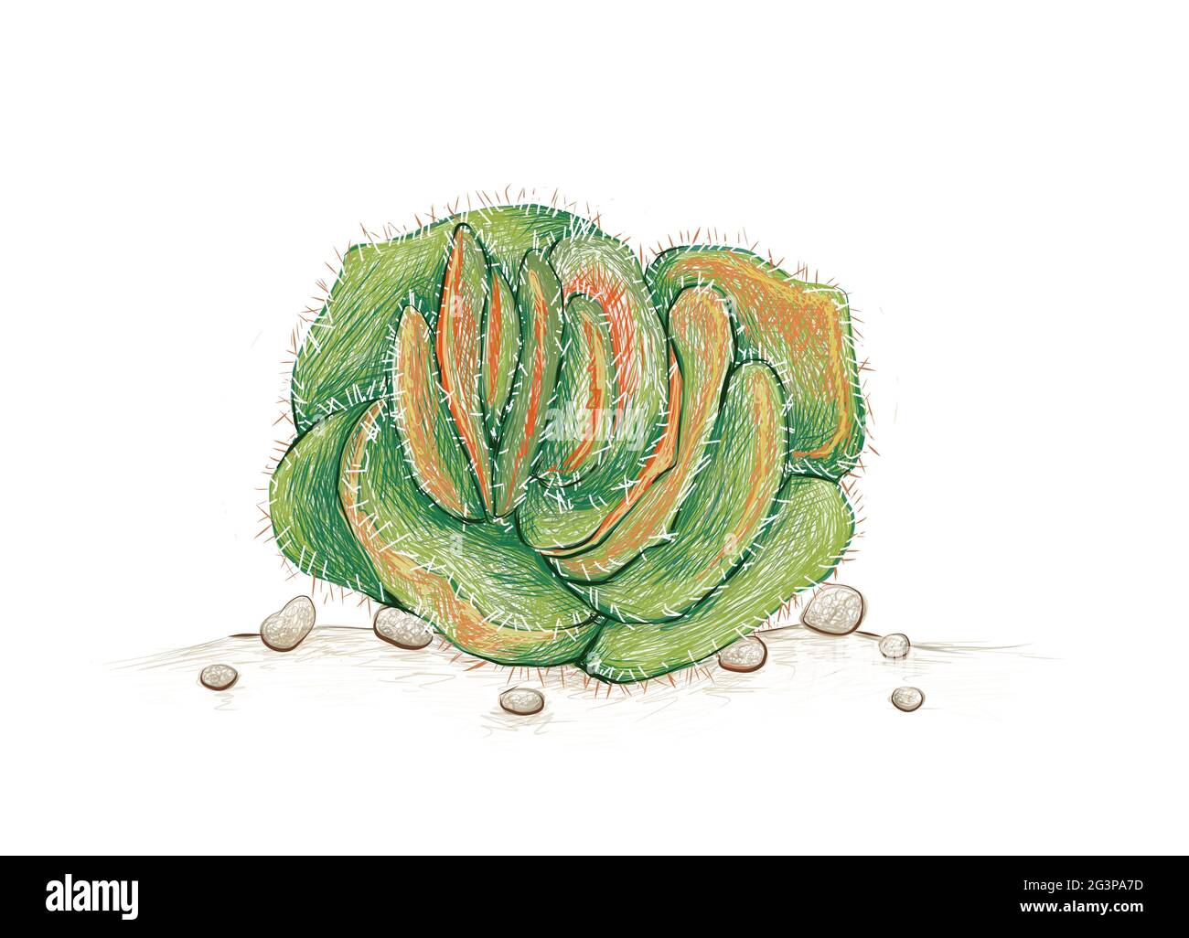 Illustration Hand Drawn Sketch of Crassula Tomentosa or Woolly Crassula. A Succulent Plants for Garden Decoration. Stock Photo