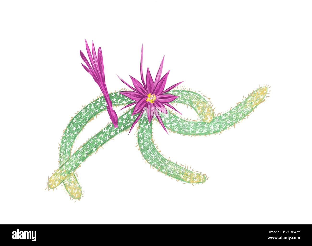 Illustration Hand Drawn Sketch of Disocactus Flagelliformis or Rat Tail Cactus. A Succulent Plants with Sharp Thorns for Garden Decoration. Stock Photo