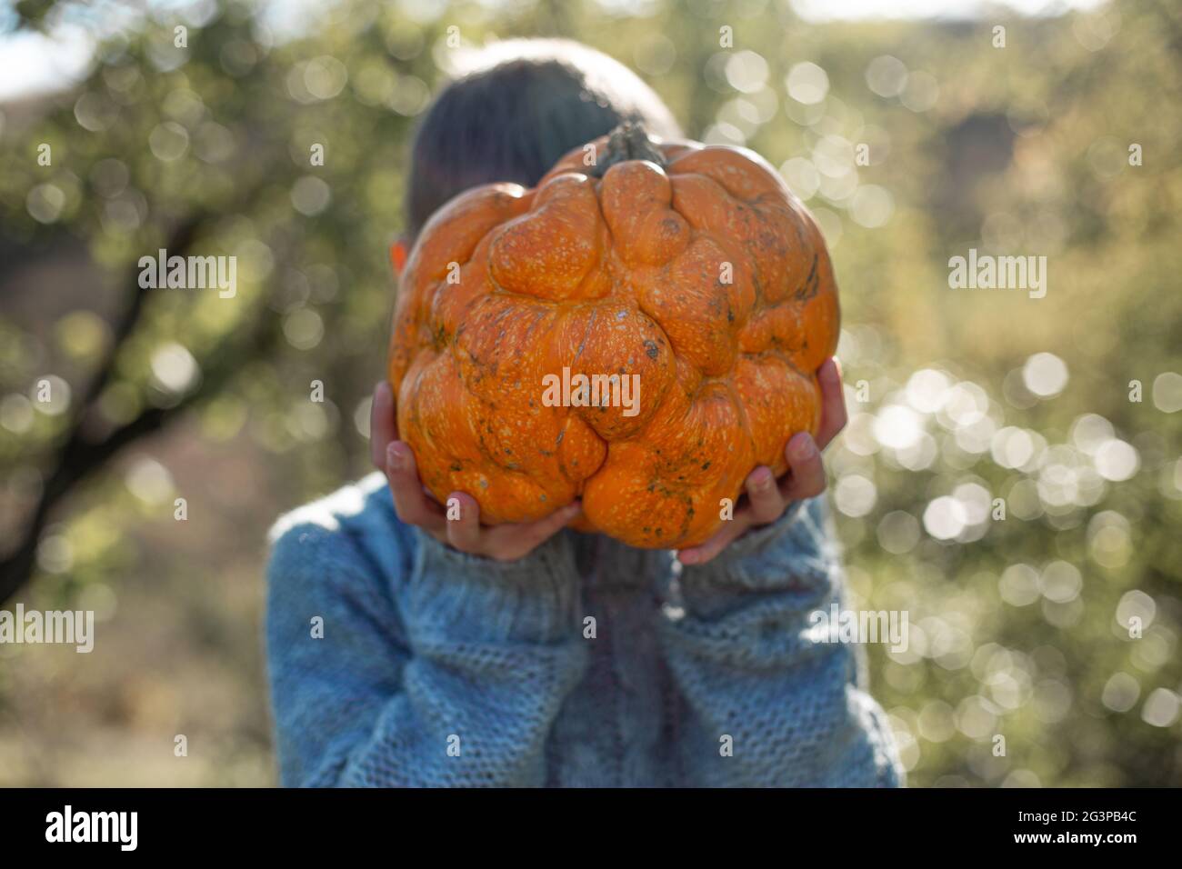 Deformed ugly orange pumpkin in a child hands. Stock Photo