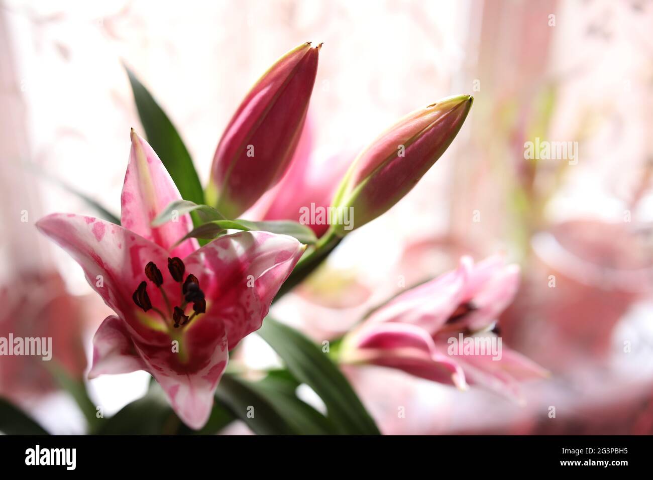 large blooming homemade pink lilies bloom and smell Stock Photo Alamy