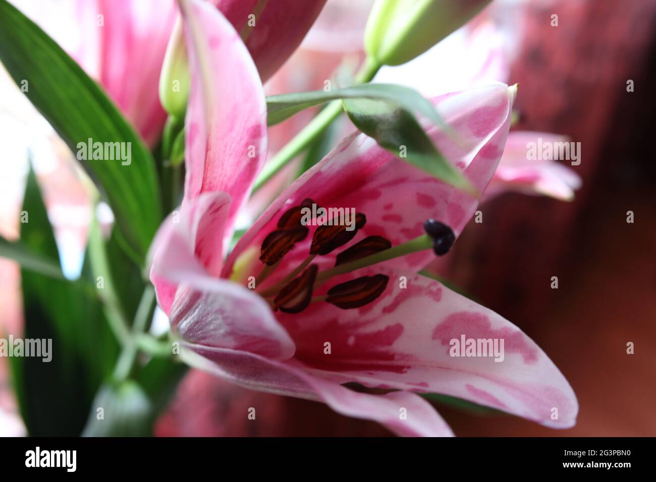 Large pink peace lily hi-res stock photography and images - Alamy