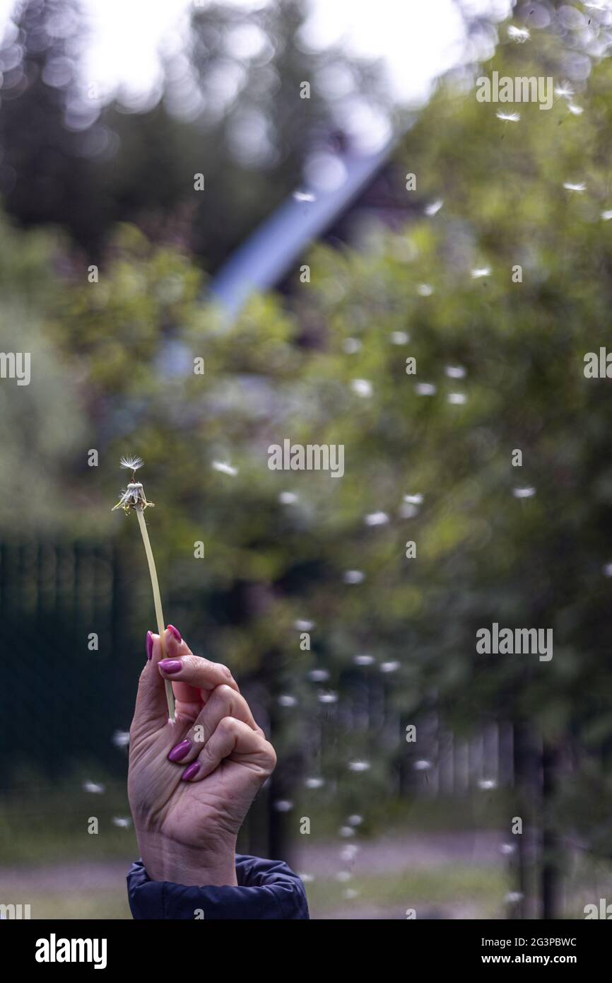 Dandelion flies away Stock Photo