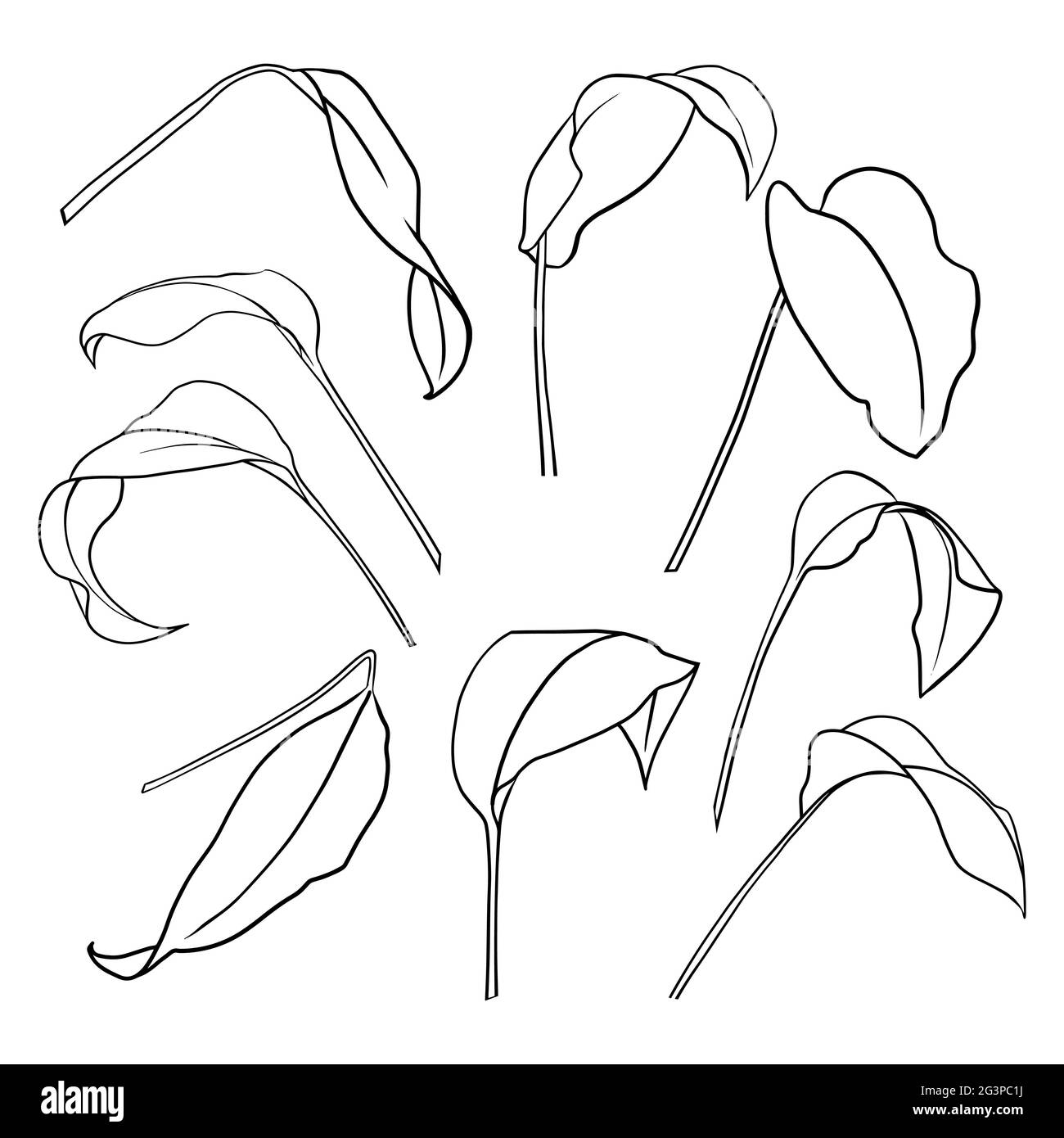 A set of contours of aspidistra leaves. Vector isolated clipart. Minimal monochrome hand-drawn botanical design. Stock Vector