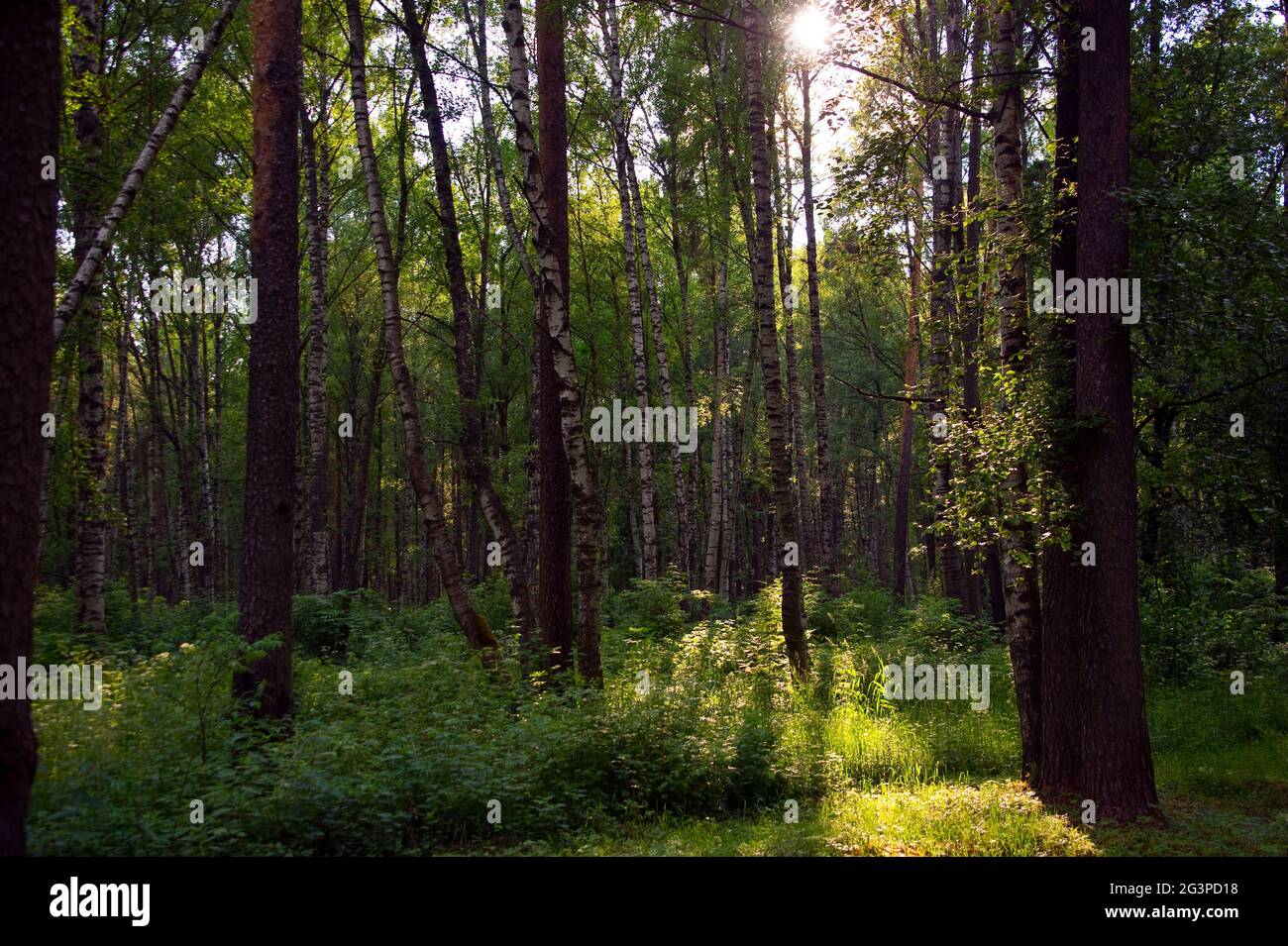 Summer hike in a mixed forest at sunset. Stock Photo