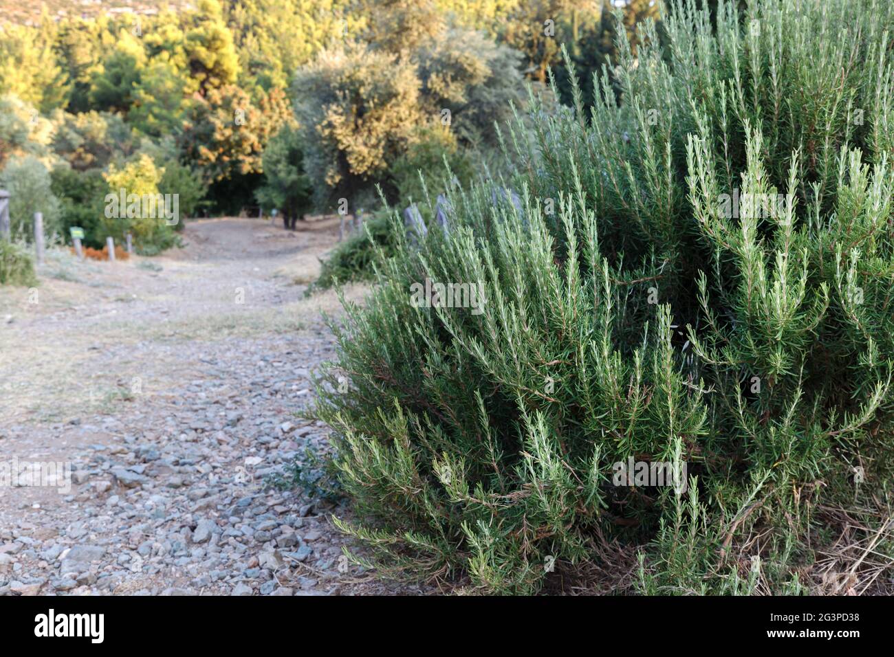 Rosemary bush in the garden Stock Photo Alamy