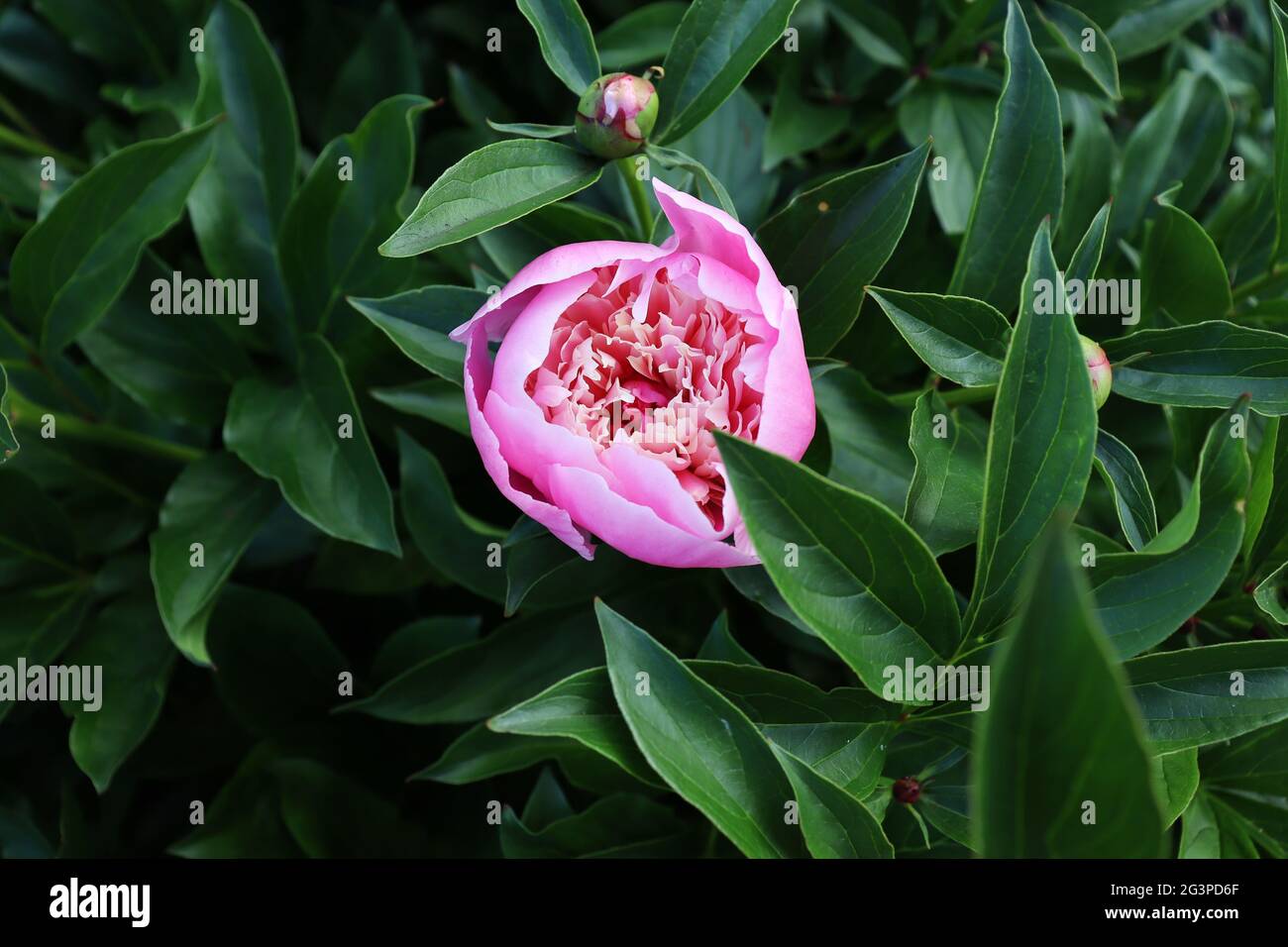 Flower cover or header with vintage bouquets. Pink peonies, white roses ...