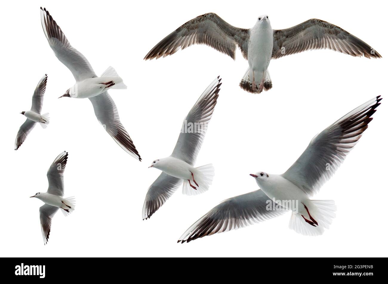 Set of seagulls flying isolated on white background. Birds collection isolated on white. Group of sea gulls Stock Photo