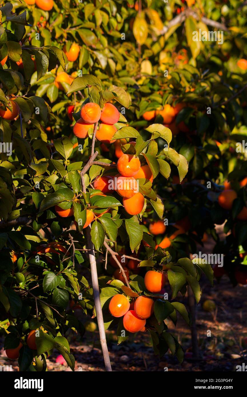 Closeup of a part of a persimmon tree, full of orange fruits ready for picking Stock Photo