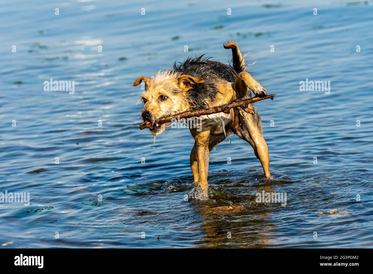 Hundeakrobatik im Wasser Stock Photo
